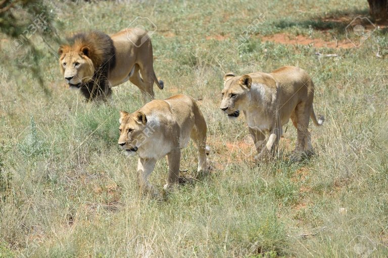 62432128-manada-de-leones-en-la-caza-león-y-leona-dos-en-el-arbusto-de-África-namibia.jpg