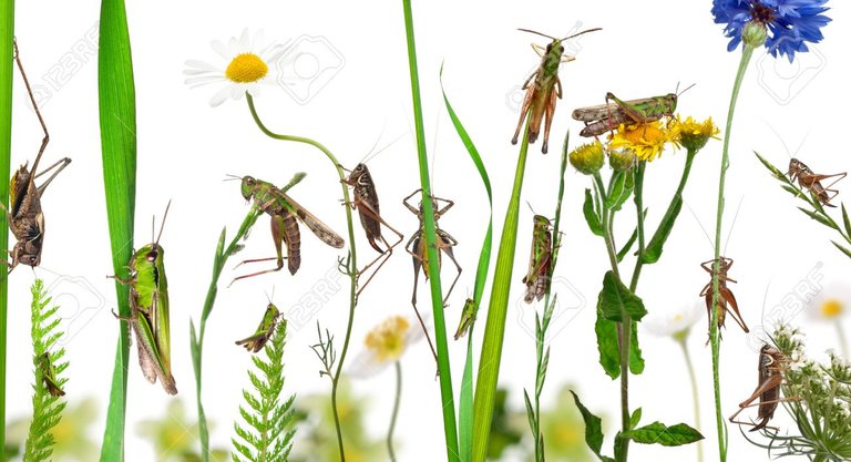 11183325-Rural-composition-of-Locust-and-grasshopper-on-flowers-grass-and-other-plants-in-front-of-white-back-Stock-Photo.jpg