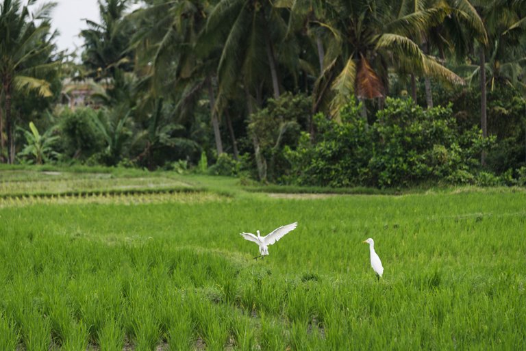 UBUD (9 of 15).jpg