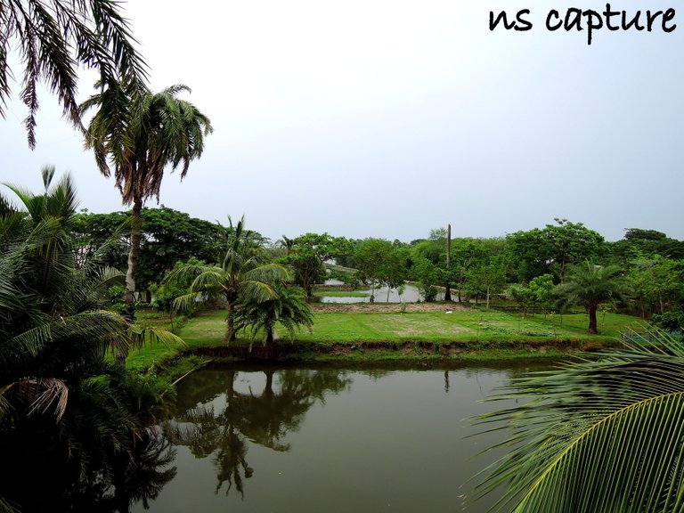 Natural_beauty_of_bangladesh_village.JPG