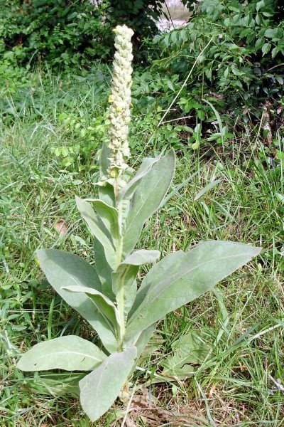 common-mullein1-400x600.jpg