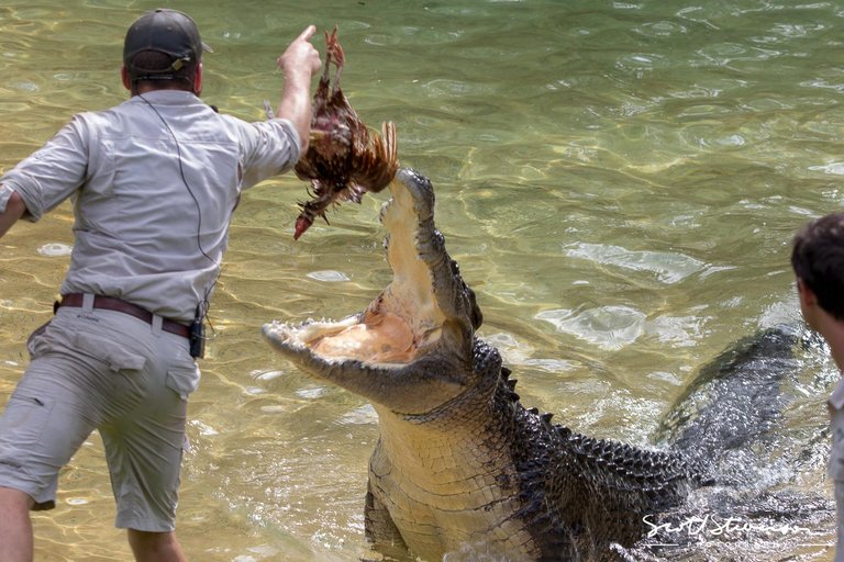 Saltwater Crocodile-4.jpg