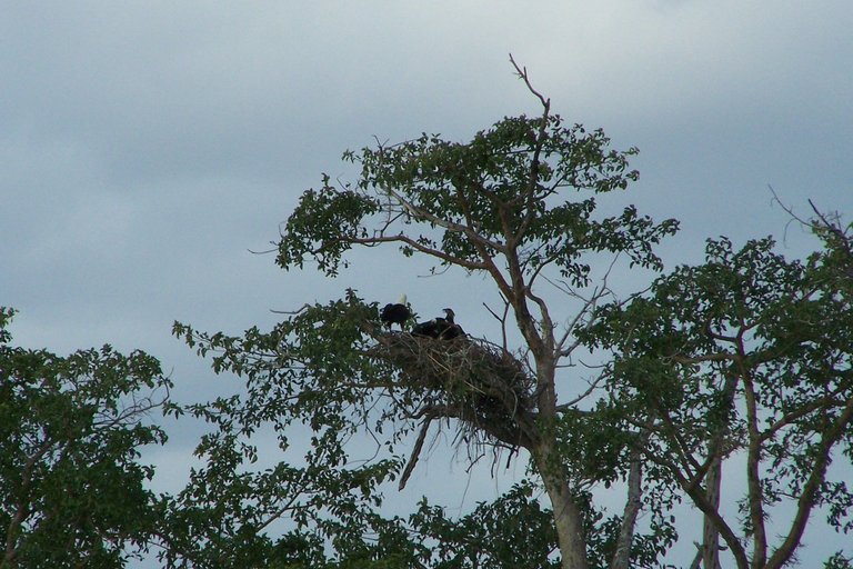 KNP Satara-Lower Sabi 2009 545.JPG