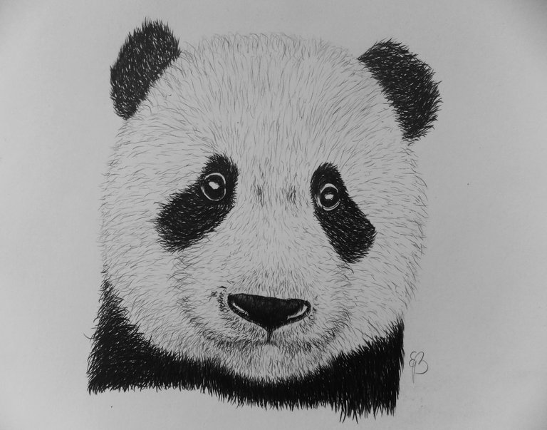 panda.jpg