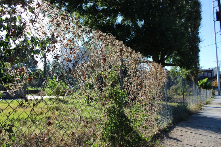 ivy on fence.jpg