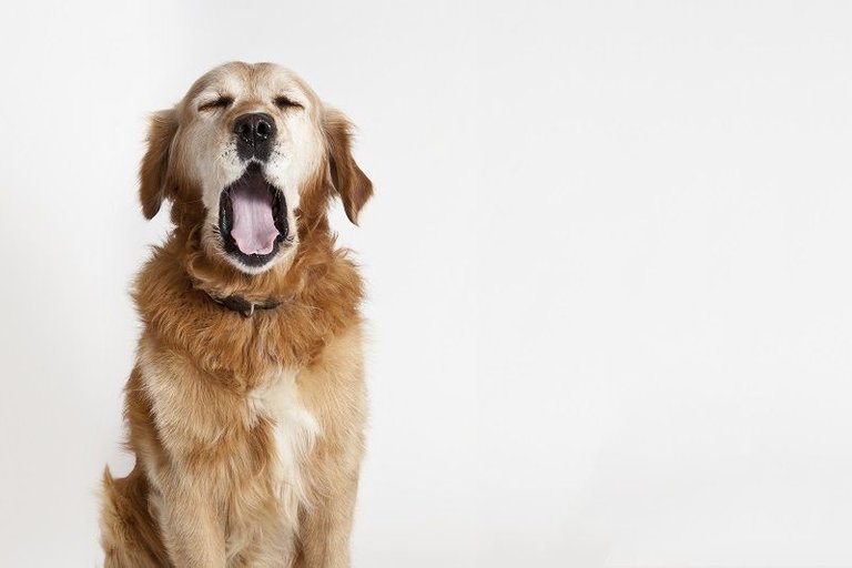 bigstock-Yawning-Dog-31349240.jpg