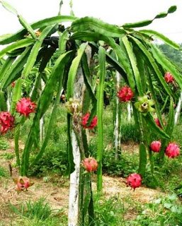 dragon-fruit.jpg