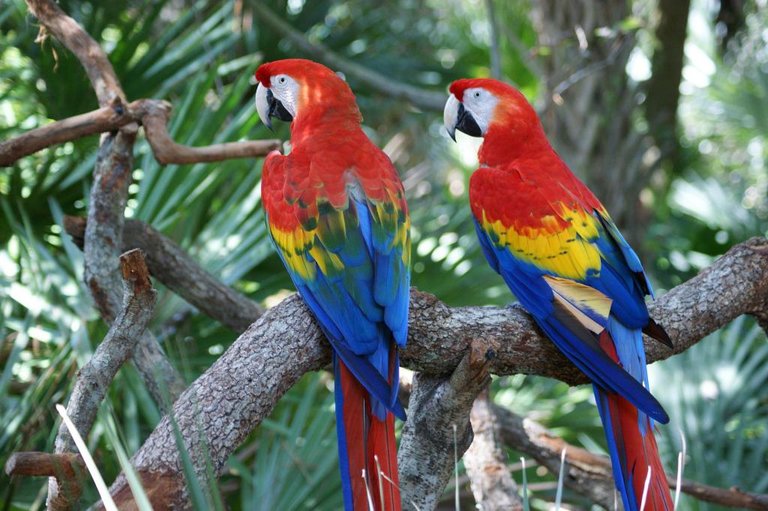 SCARLET-MACAW.jpg