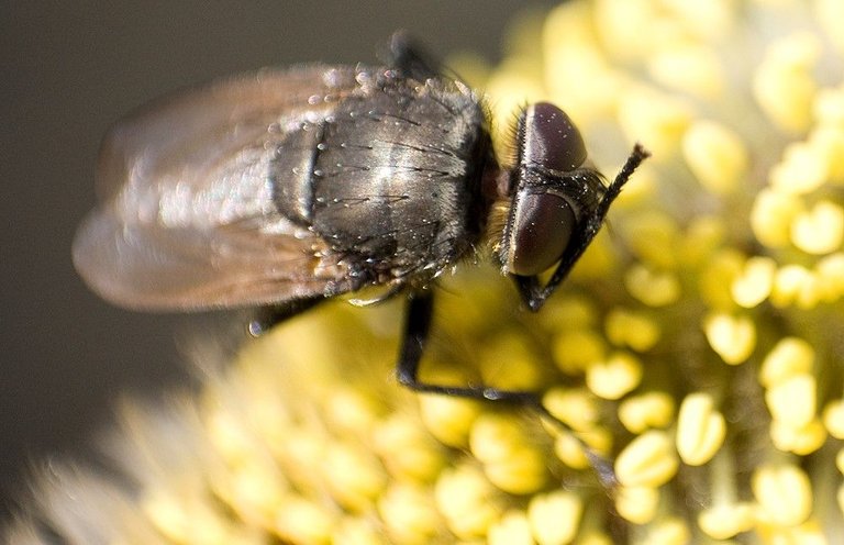 Macro-musca3.jpg