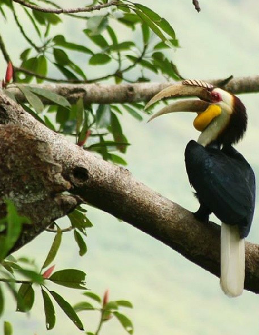 hornbill 1.png