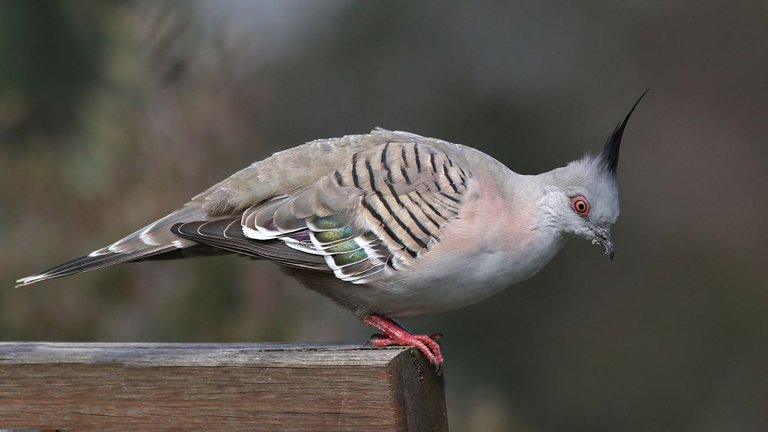 Crested Pigeon Lake King Rutherglen  n3 2017-08-03.jpg