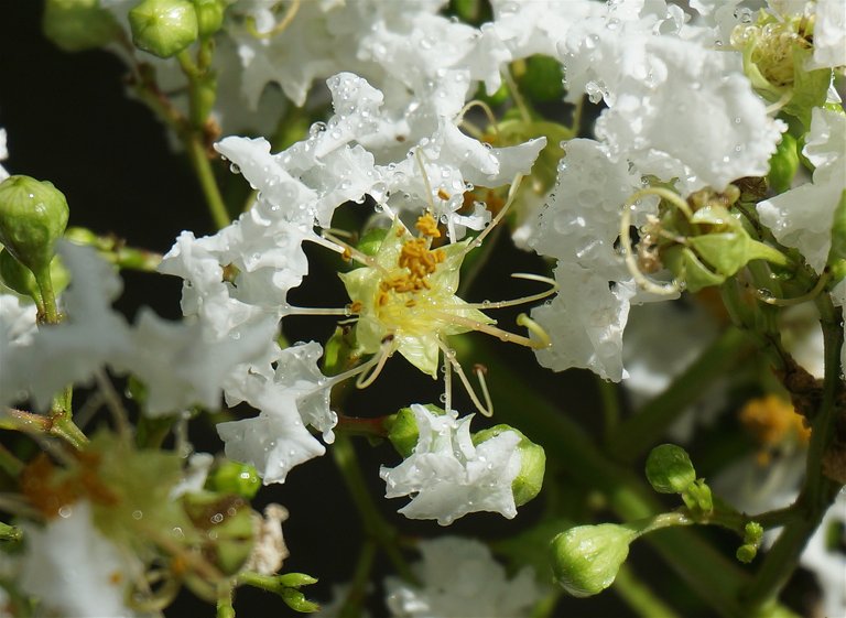 rain-wet-crepe-myrtle-1601531_1920.jpg