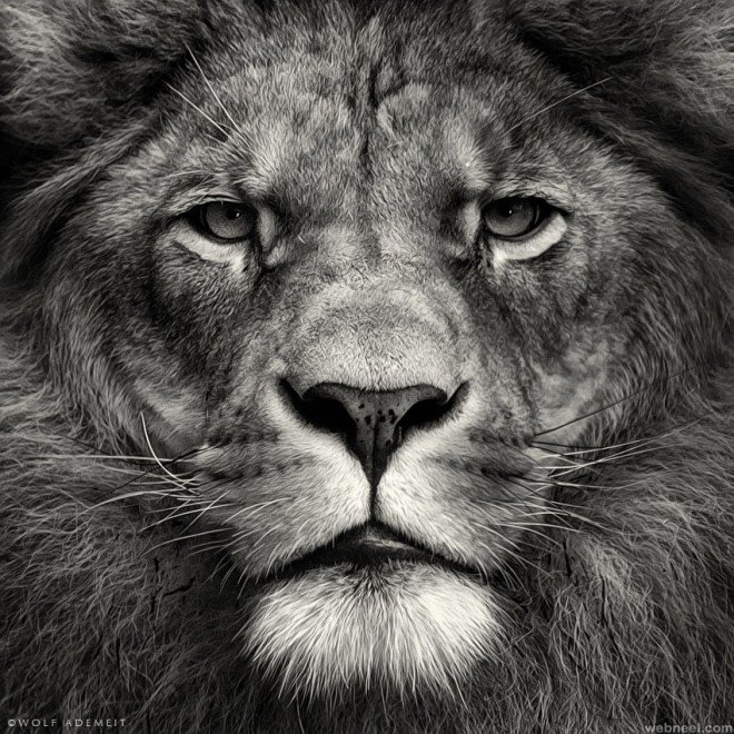 1-lion-black-and-white-photography.preview.jpg