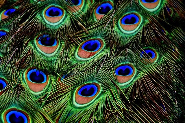 peacock-feathers-3013486_640.jpg