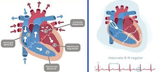 Esquema-corazón-para-noticia-arritmias.jpg