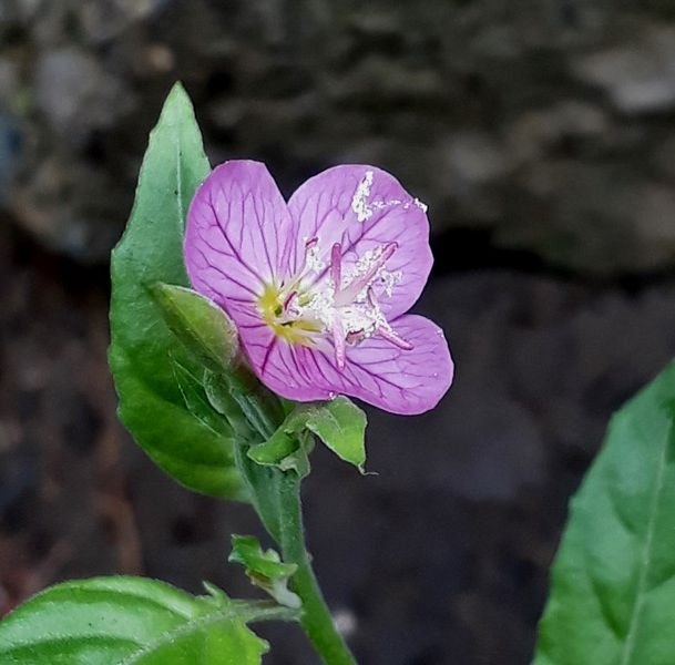 rose evening primrose.jpg