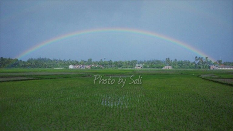 Pelangi Dari Sali_wm2.jpg