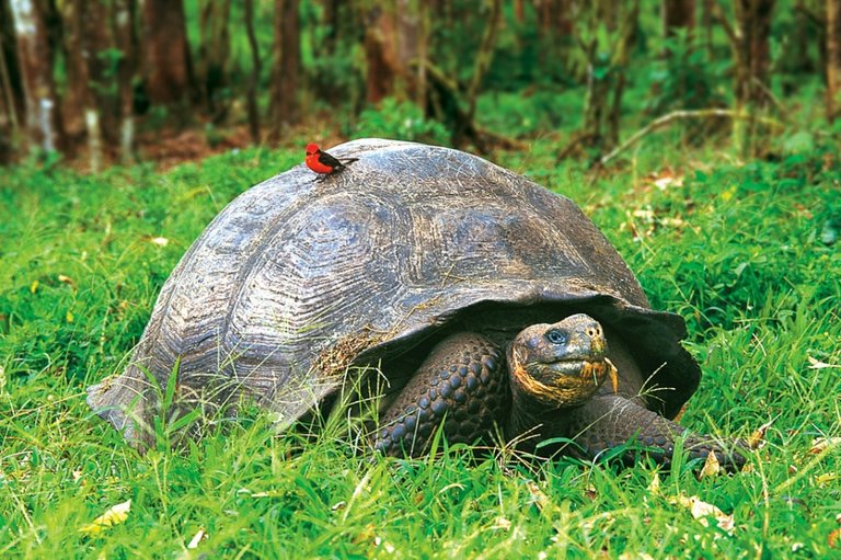 galapagos-tortoise-foto.jpg