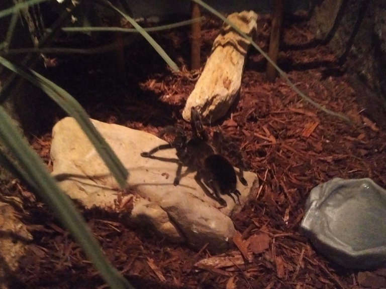 Brazilian Bird-Eating Tarantula.jpg