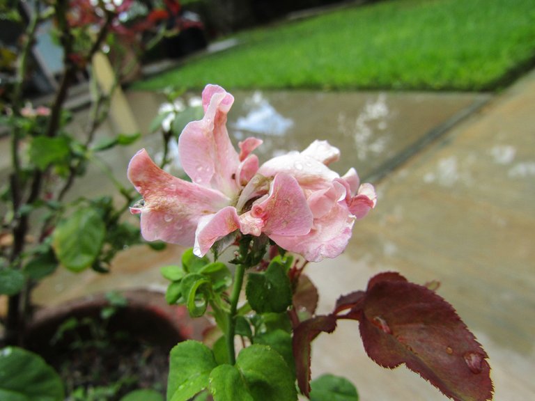 PinkFlower.jpg