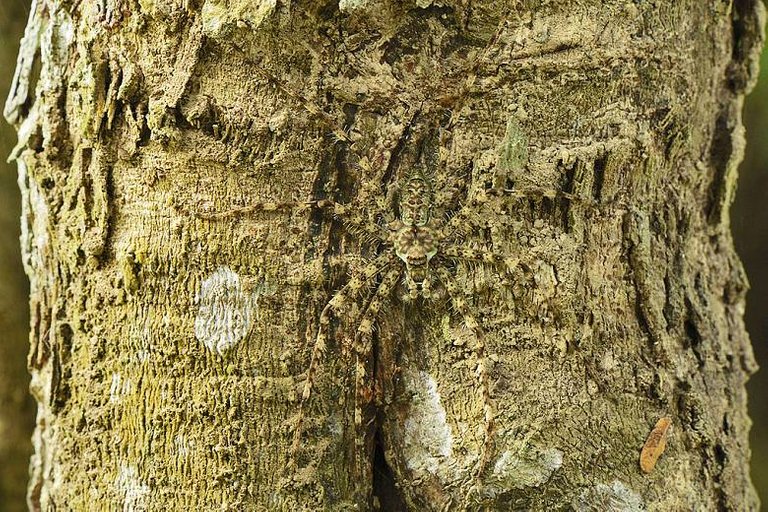 daintree-rainforest-lichen-spider.jpg