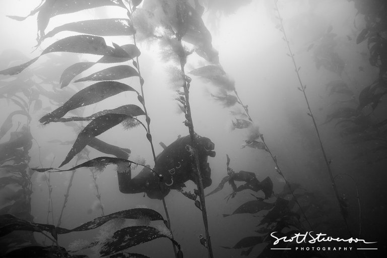 Kelp Forest-1.jpg