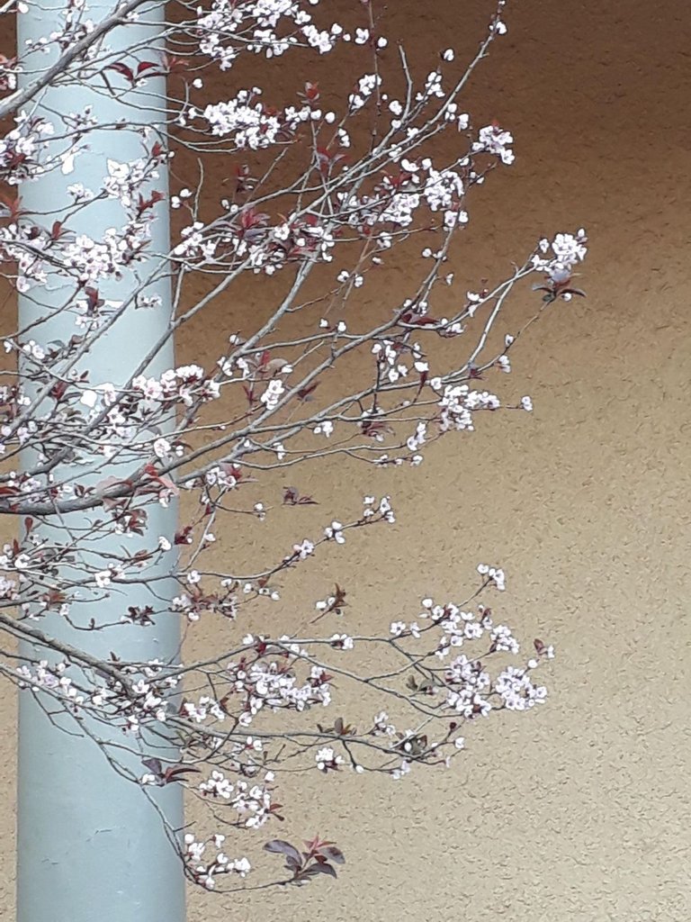 SpringBlossoms.jpg