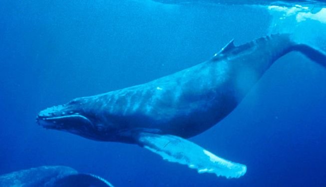 humpbackwhale.jpg.653x0_q80_crop-waha.jpg