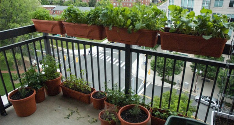 balcony-garden-ideas-gardening-tips_207243-840x450.jpg