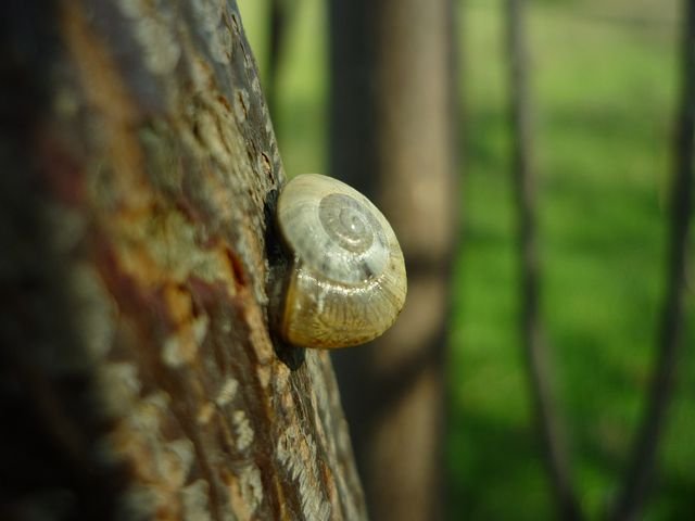 snail-250130__480.jpg