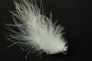 feathers.jpg