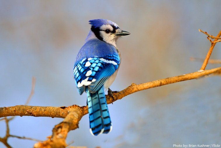 blue-jay-3.jpg