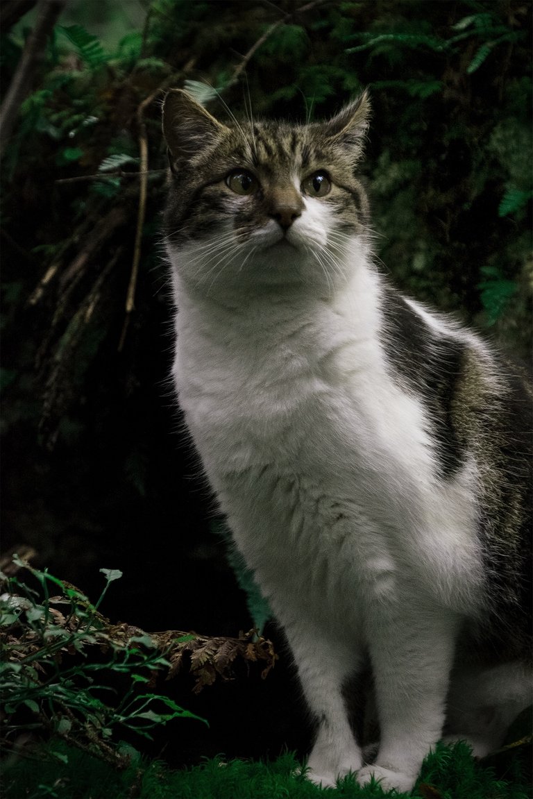 LKXT0868 - Cat in Forest.jpg