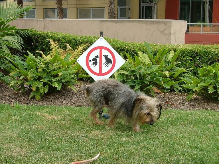 Foster pees on the sign..JPG