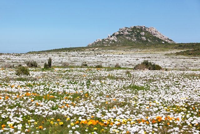 Namaqualand-Flowers.jpg