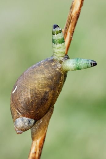 mm880-bernsteinschnecke-succinea-putris-parasit-saugwurm-leucochloridium-paradoxum.jpg