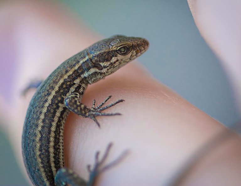 stock-photo-tiny-lizard-2-226878281.jpg