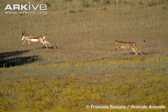 Cheetah-chasing-springbok.jpg