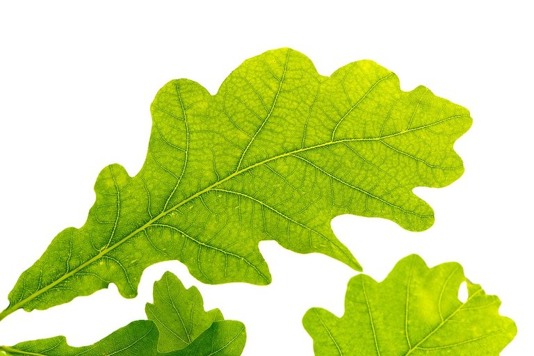 oak-leaf-.jpg