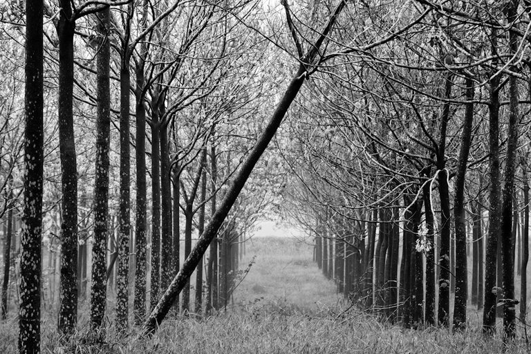 trees in fog - out of row.jpg