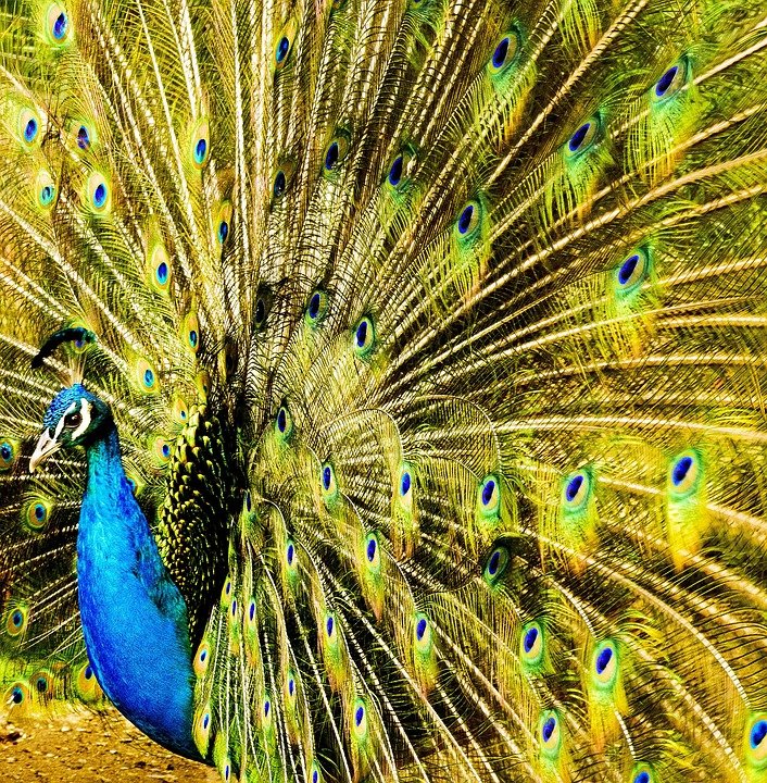 peacock-2798954_960_720.jpg