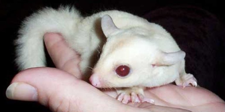 albino-sugar-glider.jpg