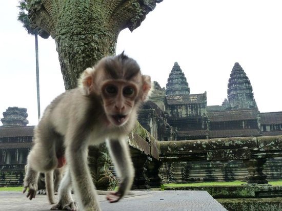 khims-angkor-tuk-tuk.jpg