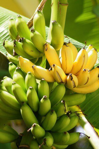 banana-tree-320x480.jpg