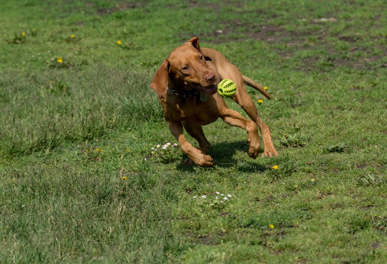 vizla (8).jpg