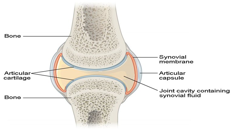 bone joints.jpg