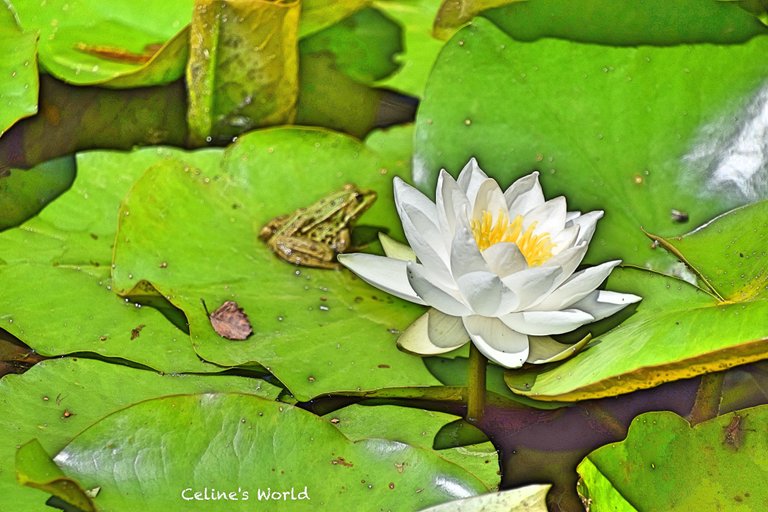 Seerose mit Frosch.jpg