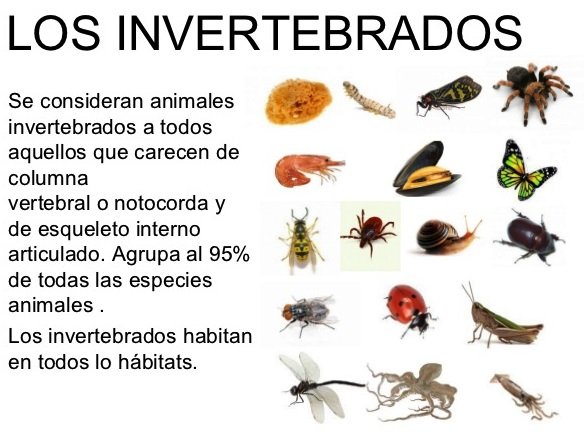 animales-invertebrados.jpg