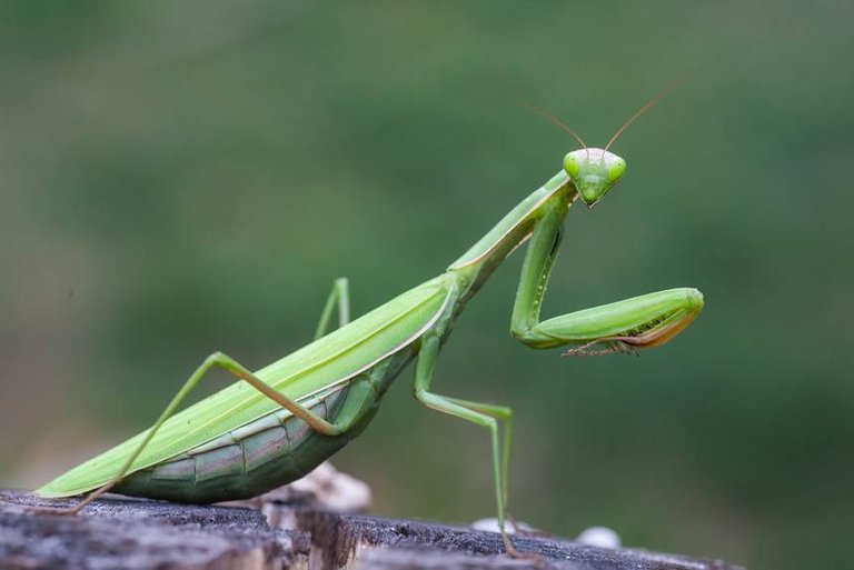 mantis-pr.jpg.860x0_q70_crop-scale.jpg