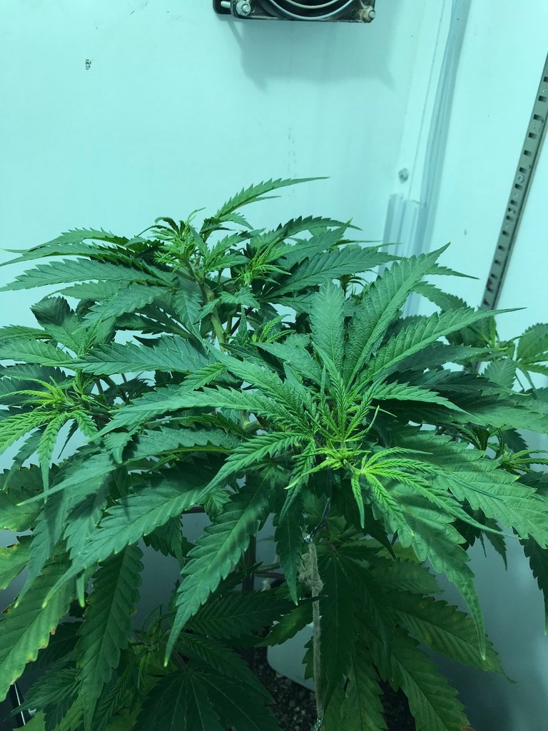 controling the  blue dream week 3 veg .JPG